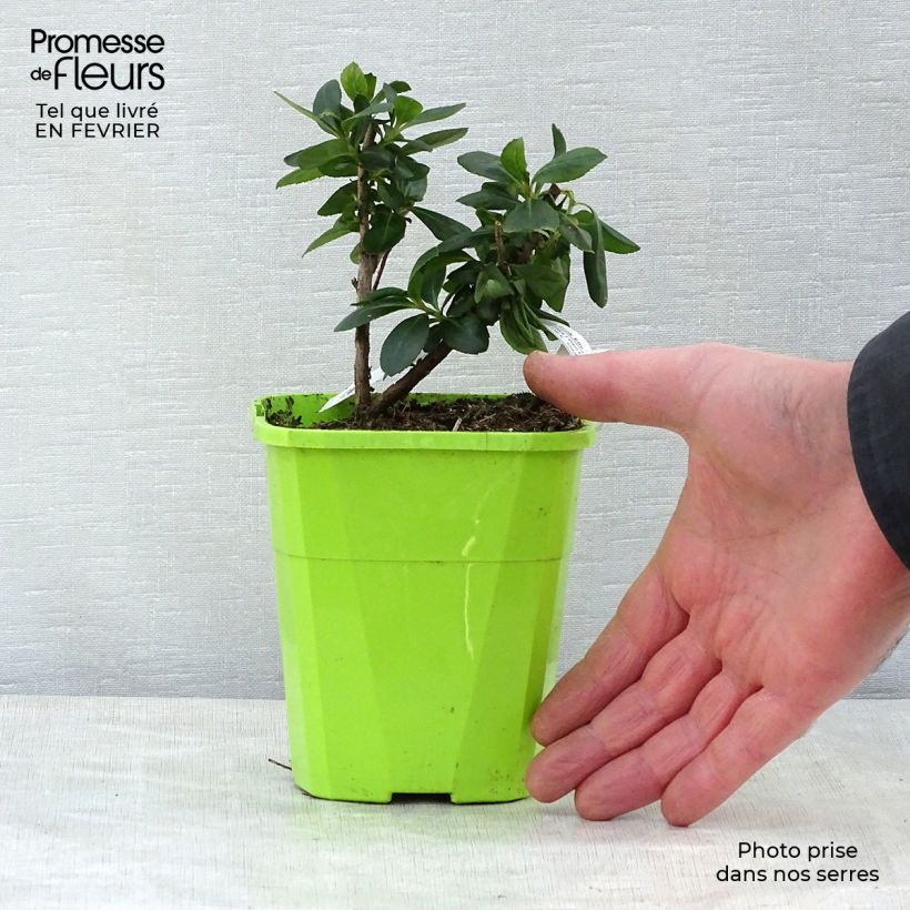 Escallonia laevis Pink Elle 1L/1.5L pot sample as delivered in winter