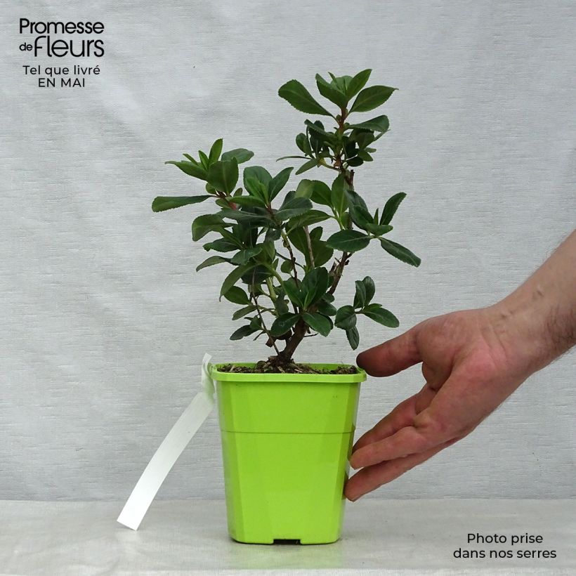 Escallonia laevis Pink Elle 1L/1.5L pot sample as delivered in spring