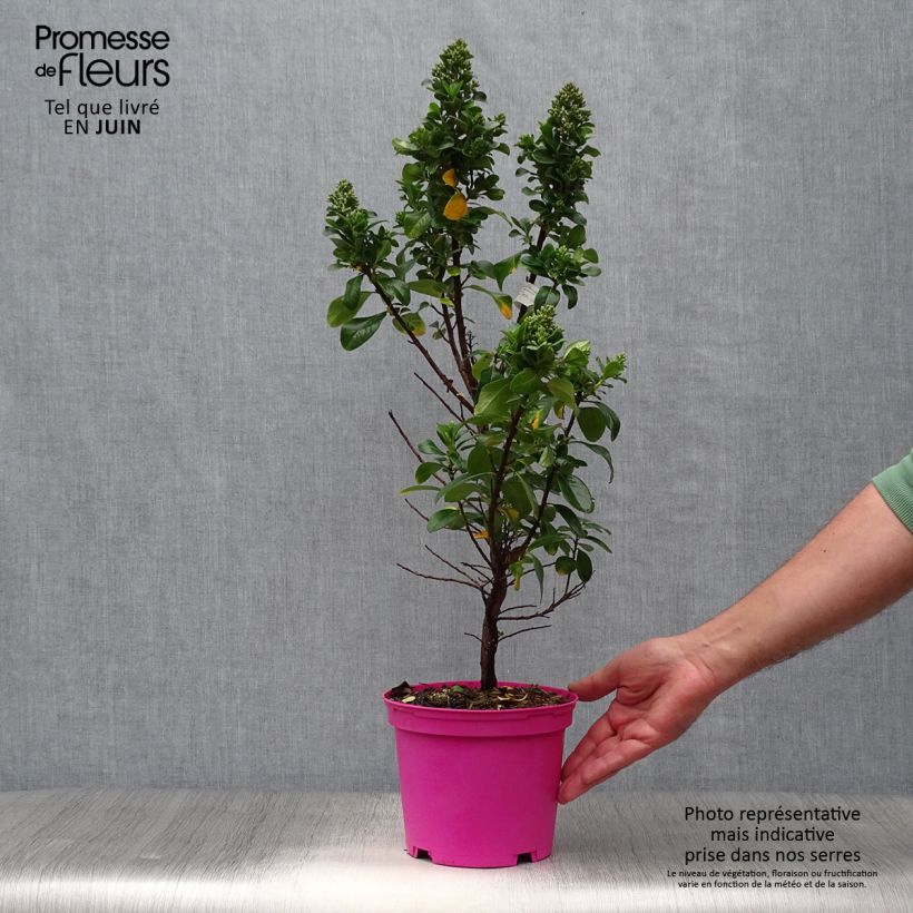 Escallonia laevis Pink Elle 2L/3L pot sample as delivered in summer