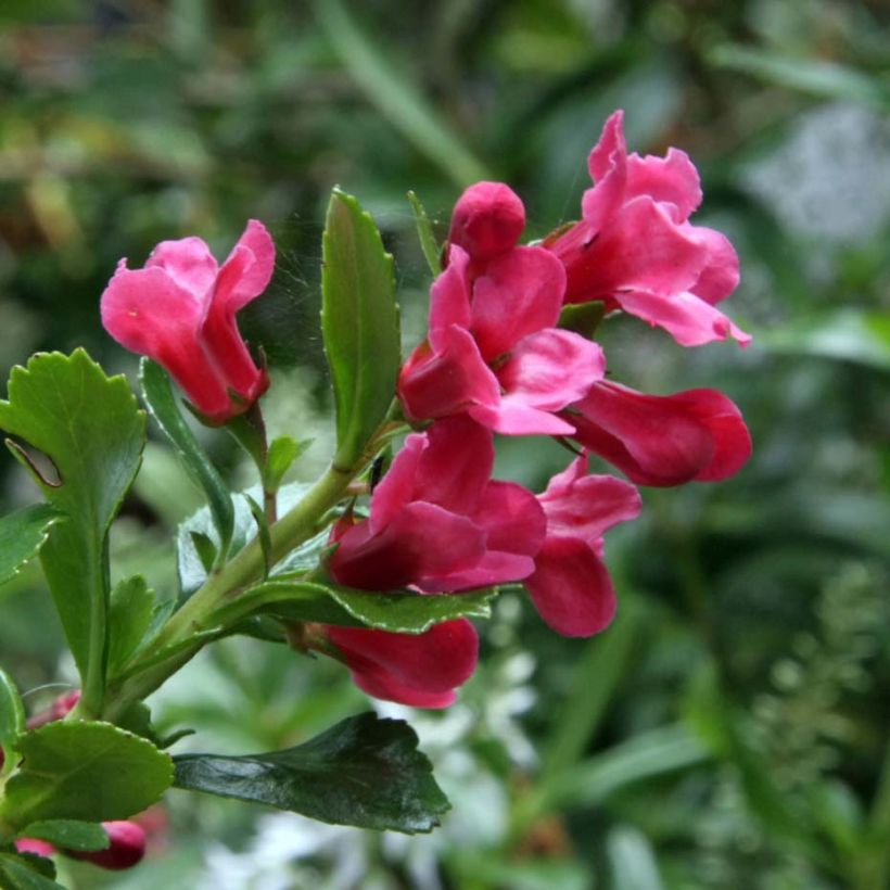 Escallonia virgata Pride of Donard (Flowering)