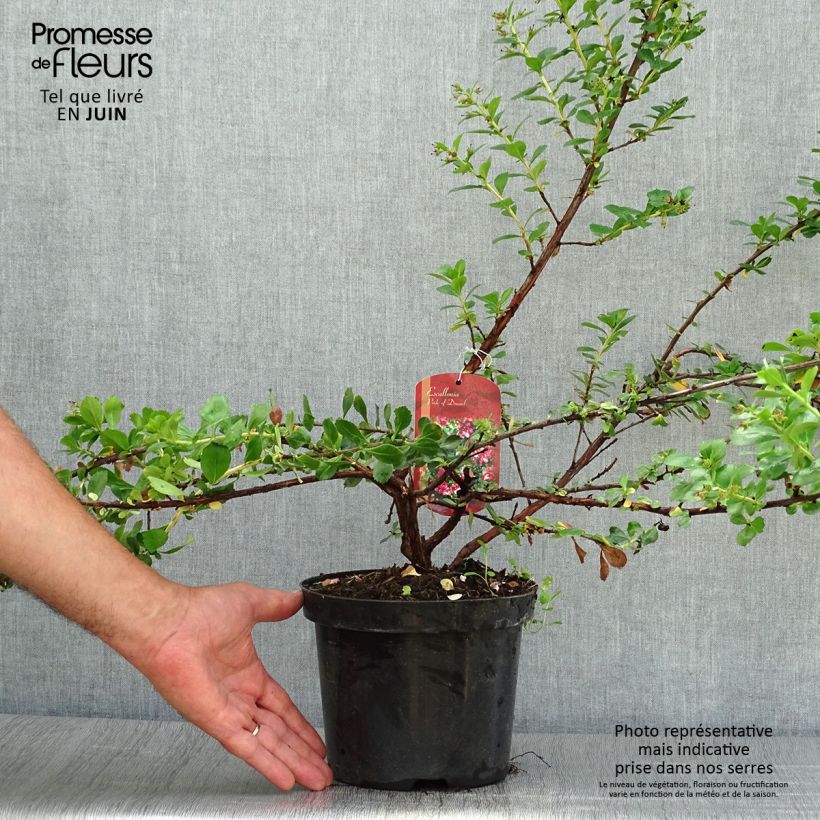Escallonia virgata Pride of Donard 2L/3L pot sample as delivered in summer