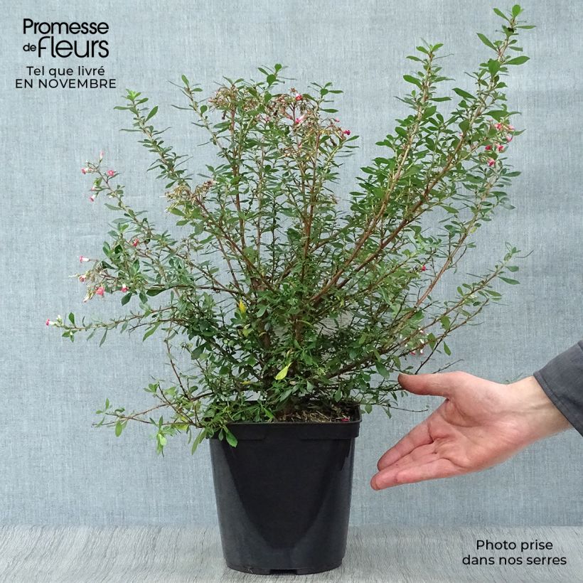 Escallonia Red Carpet 3L/4L pot sample as delivered in autumn
