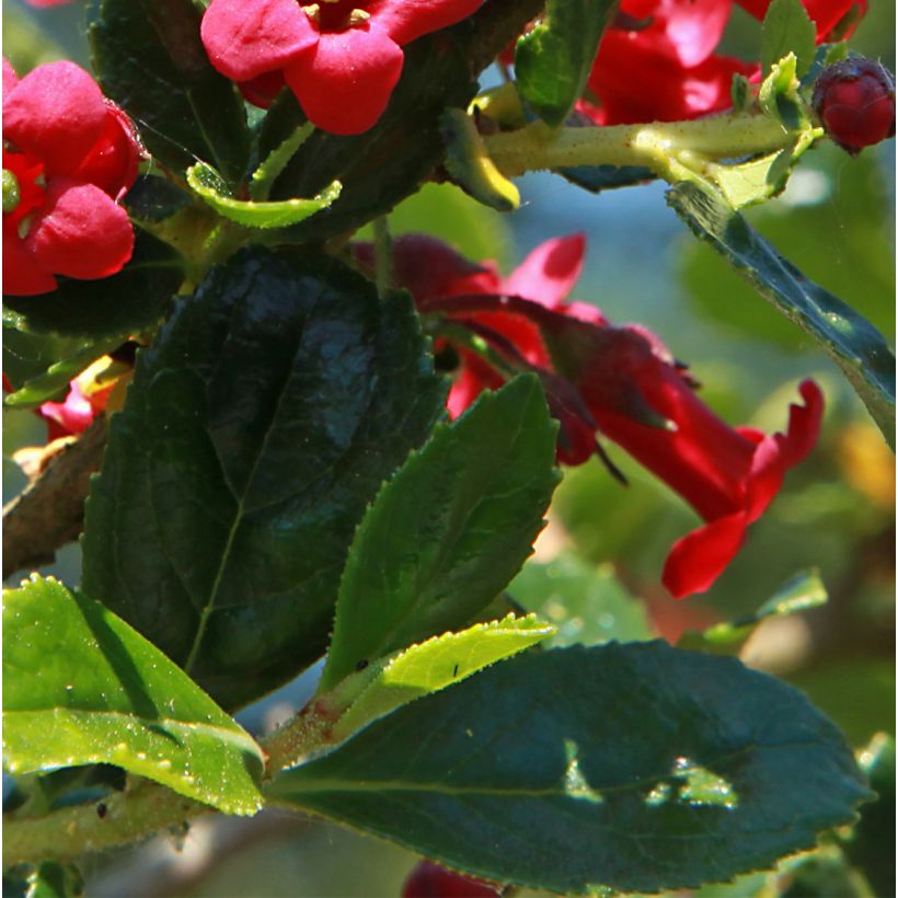 Escallonia Compacta Coccinea - Redclaws (Foliage)