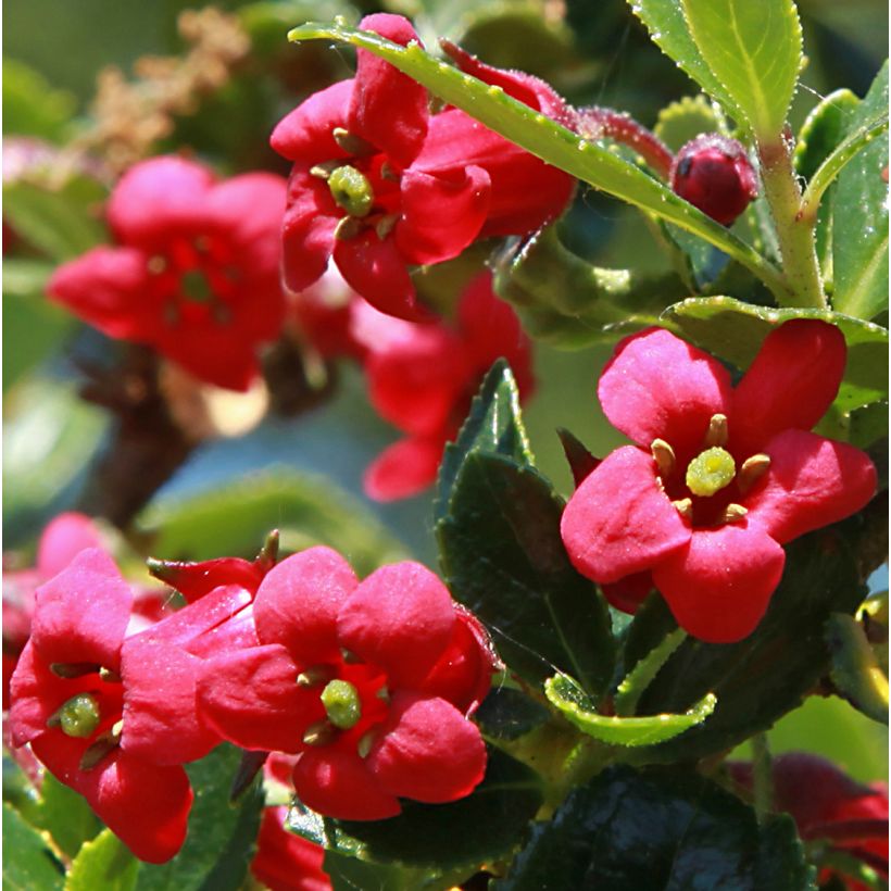 Escallonia Compacta Coccinea - Redclaws (Flowering)