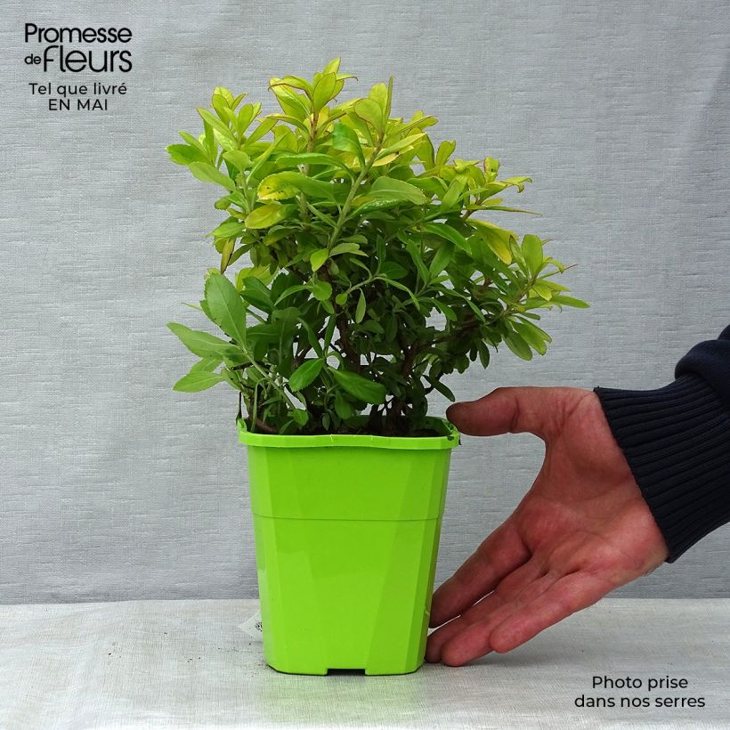 Escallonia Glowing Embers 3L/4L pot sample as delivered in spring