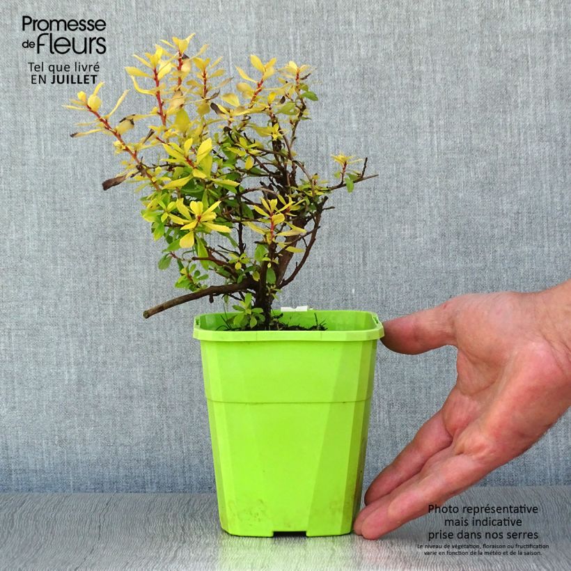 Escallonia Golden Carpet 1L/1.5L pot sample as delivered in summer
