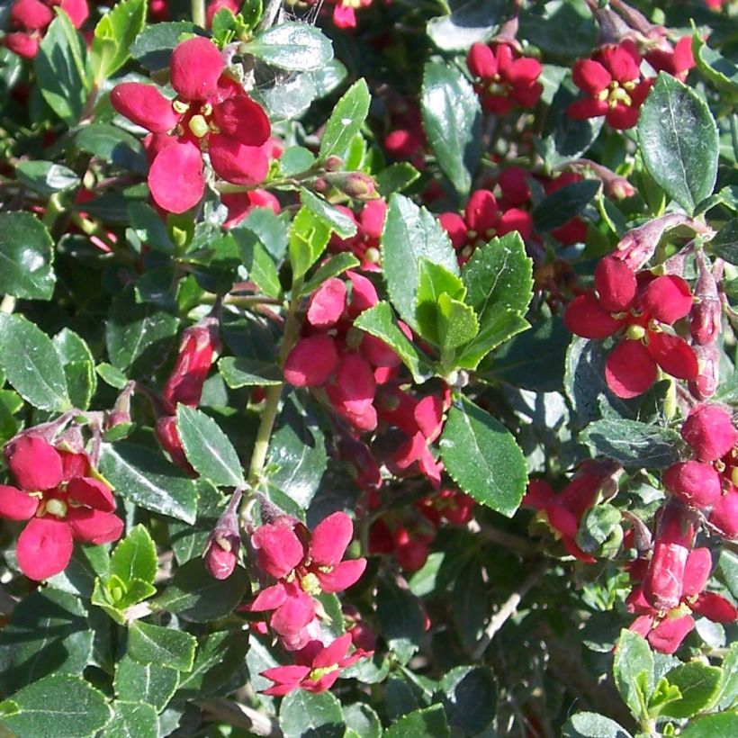 Escallonia Red Dream (Flowering)