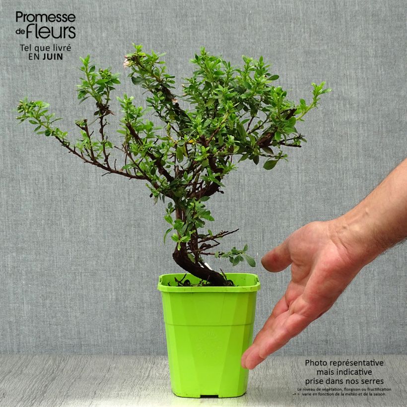 Escallonia Show Stopper 3L/4L pot sample as delivered in summer