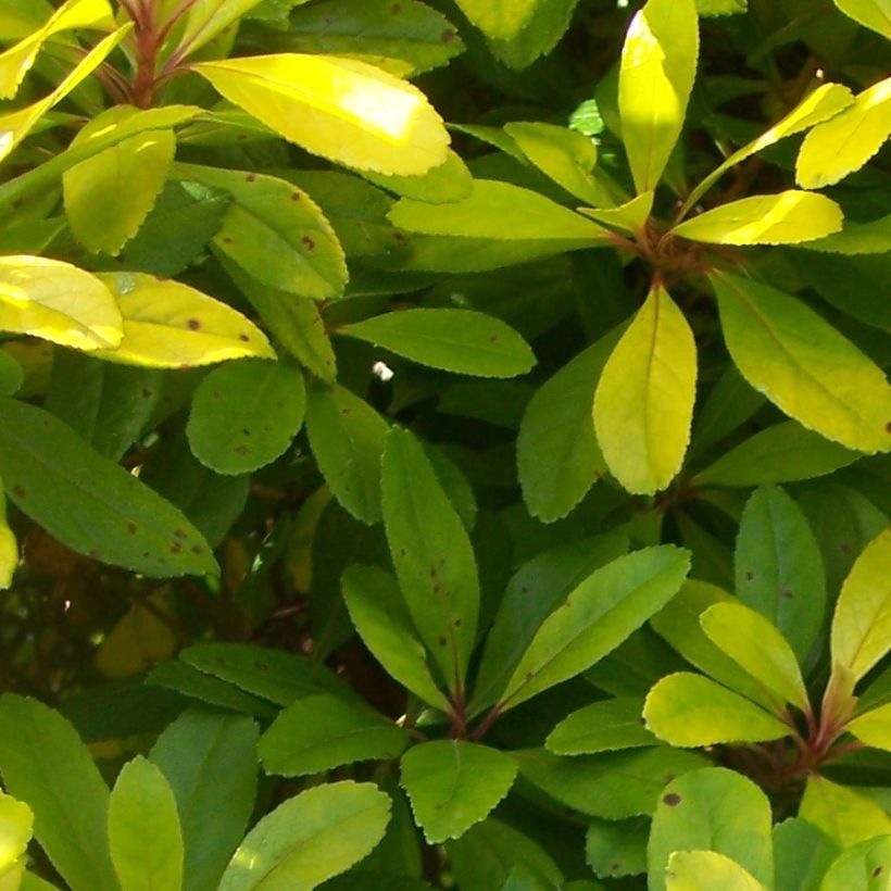 Escallonia laevis Gold Ellen (Foliage)