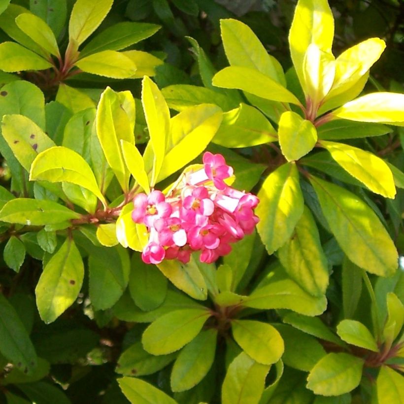 Escallonia laevis Gold Ellen (Flowering)