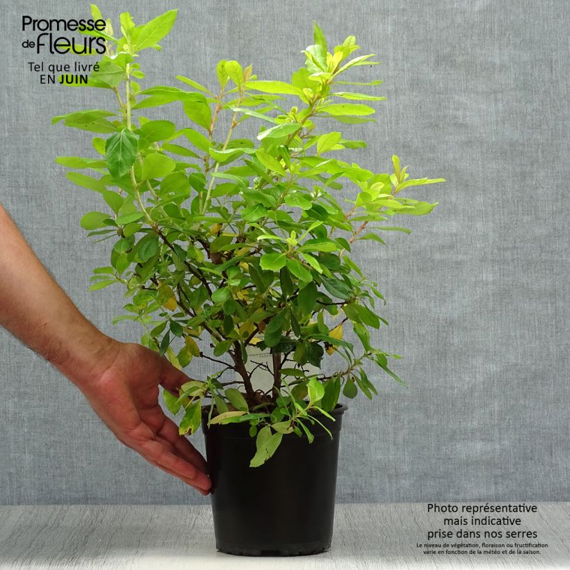 Escallonia laevis Gold Ellen 2L/3L pot sample as delivered in summer
