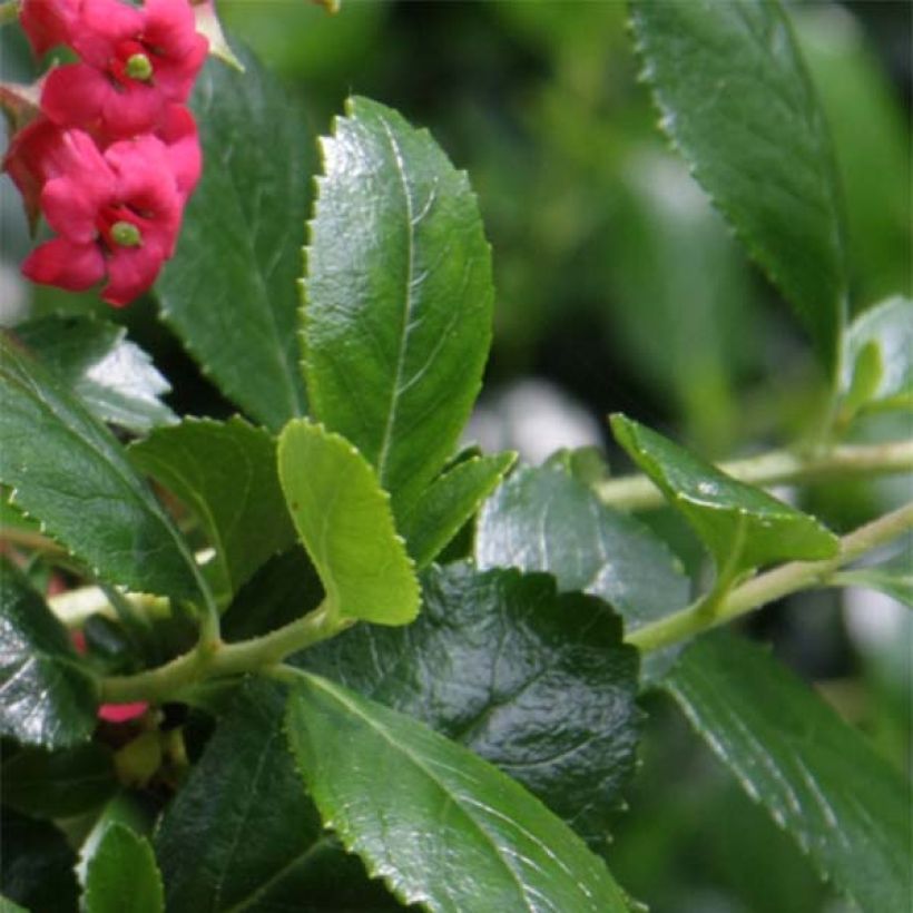 Escallonia rubra Crimson Spire (Foliage)