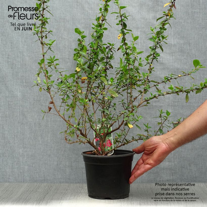 Escallonia rubra Crimson Spire 2L/3L pot sample as delivered in summer
