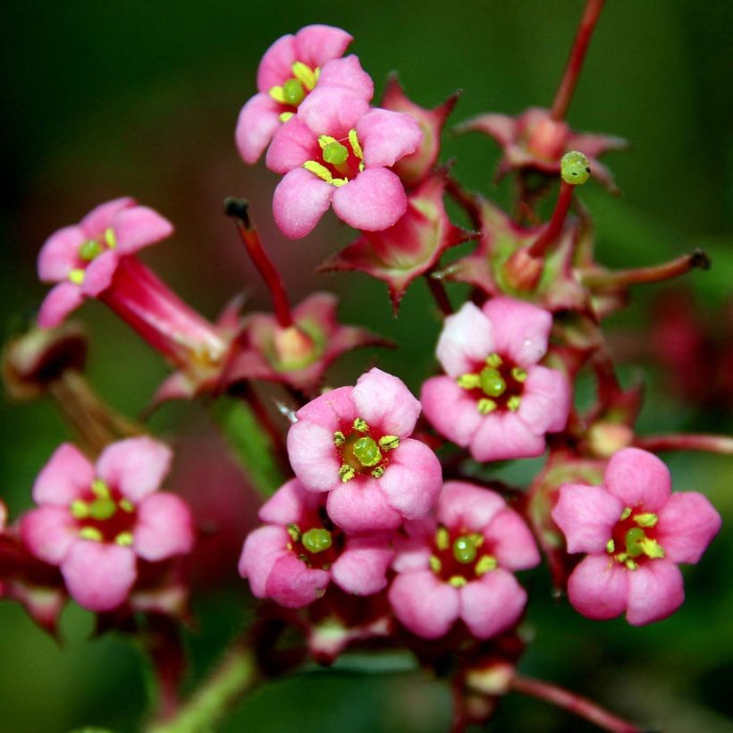 Escallonia rubra var. macrantha (Flowering)