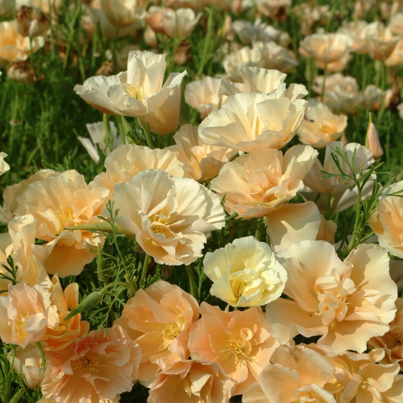 California Poppy Peach Sorbet - Eschscholzia californica seeds (Flowering)