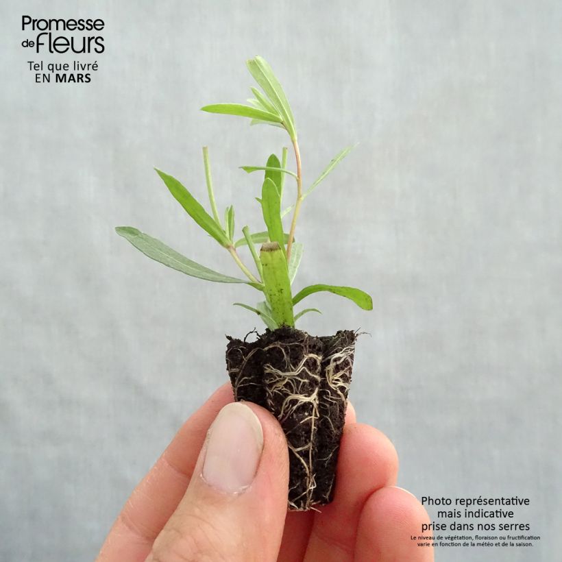 Organic Tolergon Tarragon - Artemisia dracunculus Plug plant 3/4cm sample as delivered in spring