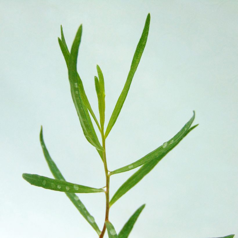 True Tarragon - Artemisia dracunculus (Foliage)