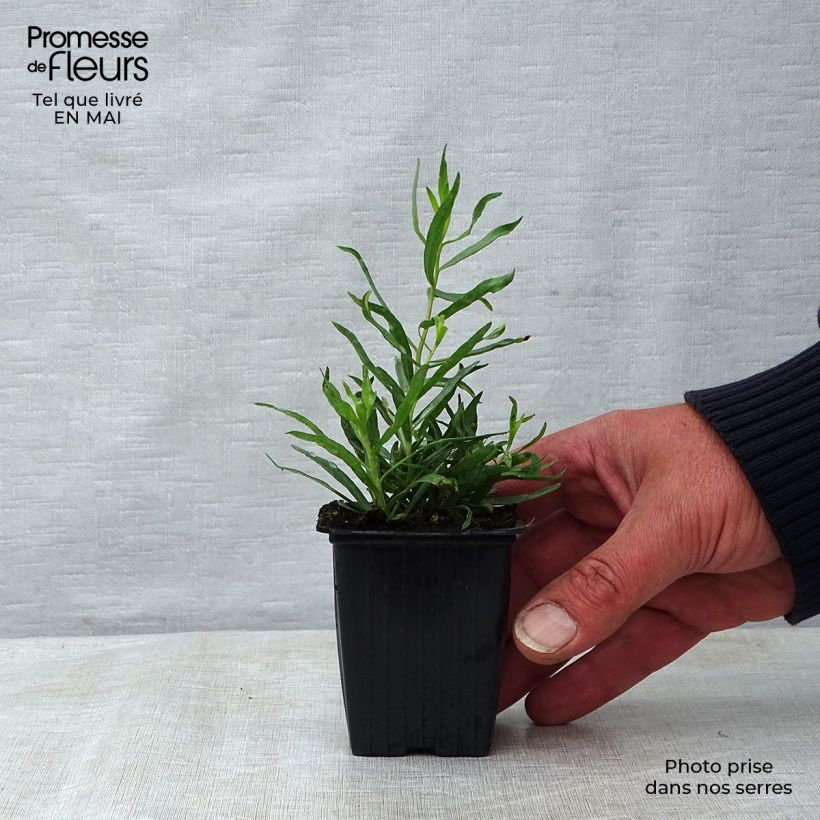 True Tarragon - Artemisia dracunculus 7/8 cm pot sample as delivered in spring