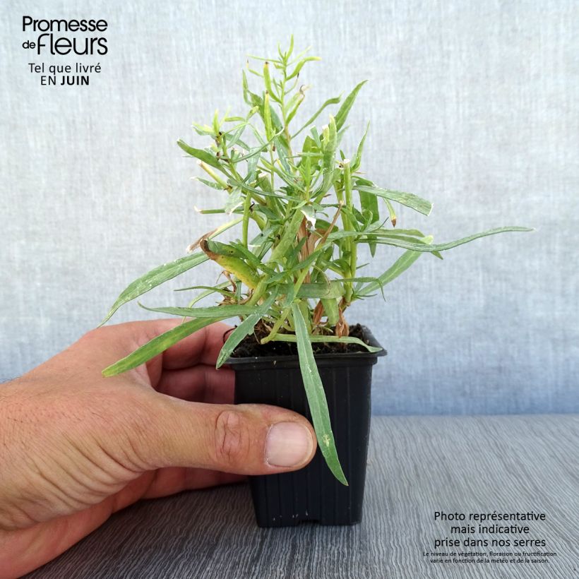 True Tarragon - Artemisia dracunculus 7/8 cm pot sample as delivered in summer
