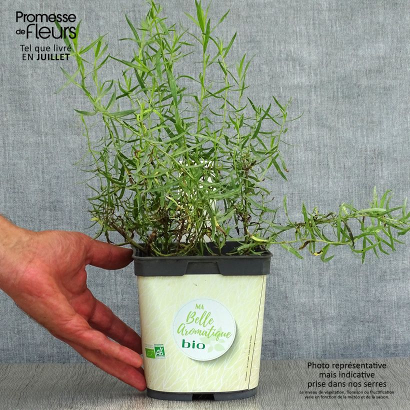 Organic True Tarragon plants - Artemisia dracunculus 1L/1.5L pot sample as delivered in summer