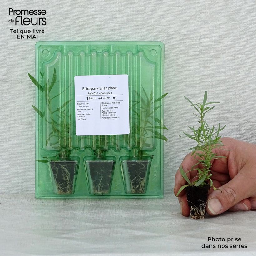 True tarragon plants - Artemisia dracunculus Plug plant 3/4cm sample as delivered in spring