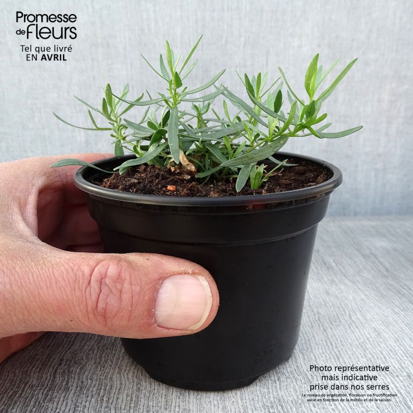 True tarragon plants - Artemisia dracunculus sample as delivered in spring