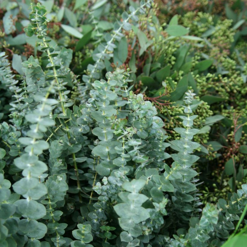 Eucalyptus pulverulenta Baby Blue (Little Boy Blue) (Foliage)