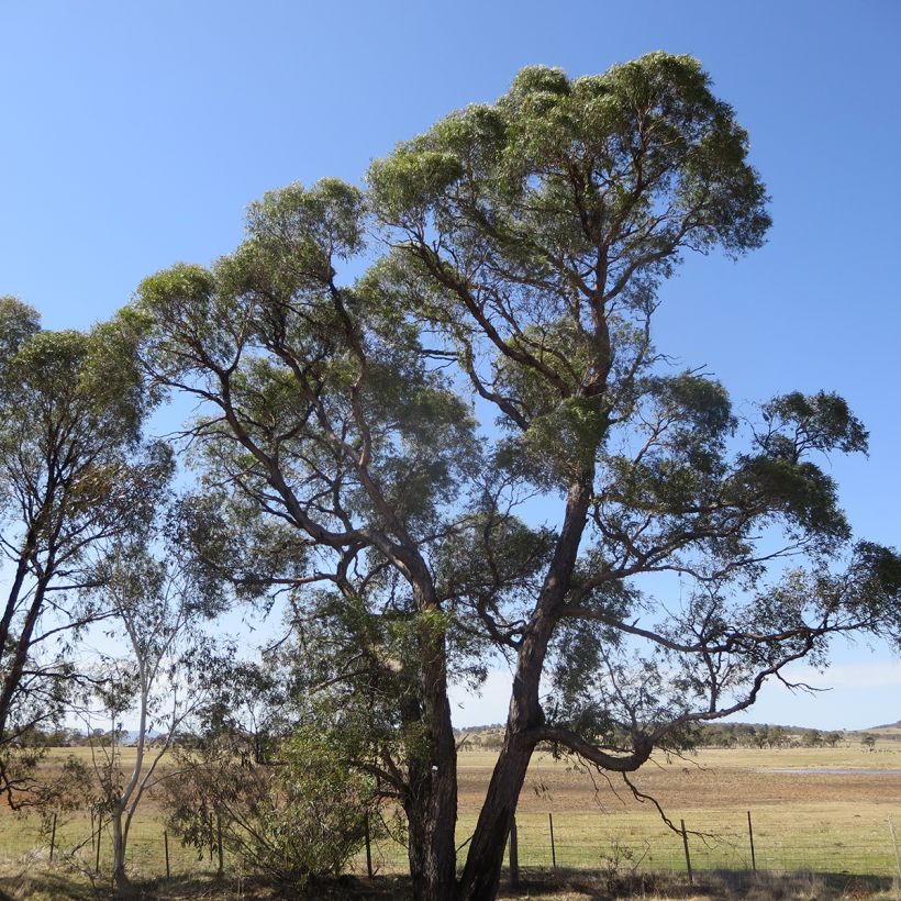 Eucalyptus aggregata (Plant habit)