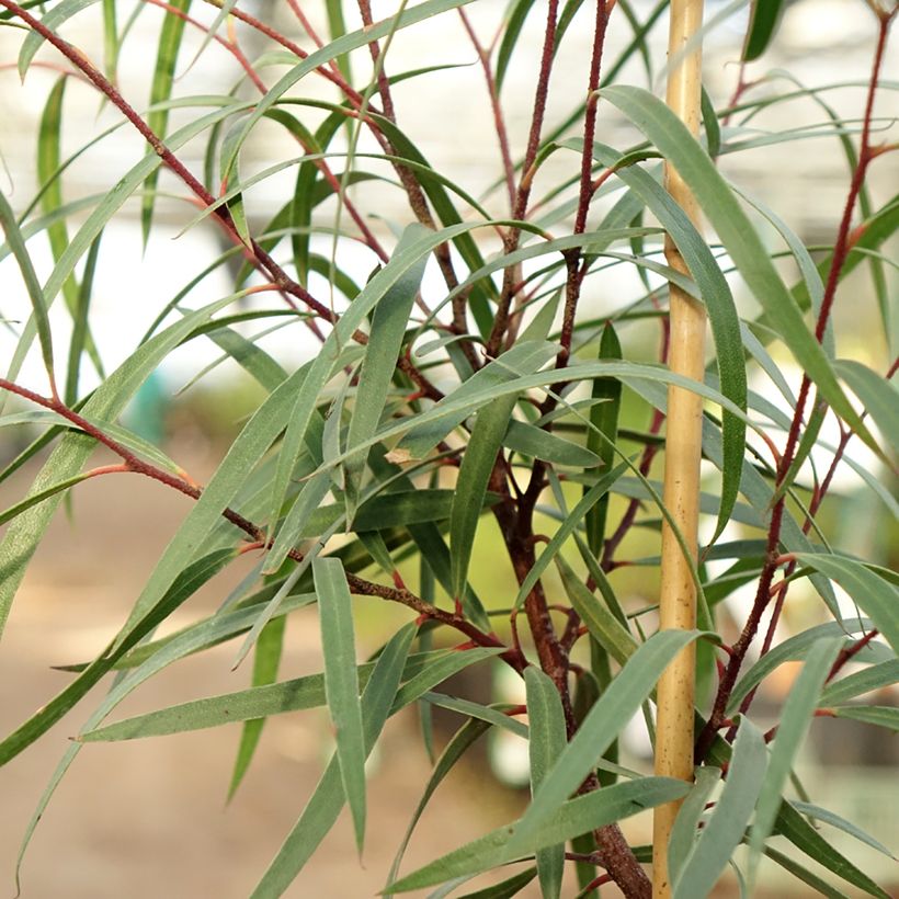 Eucalyptus approximans (Foliage)