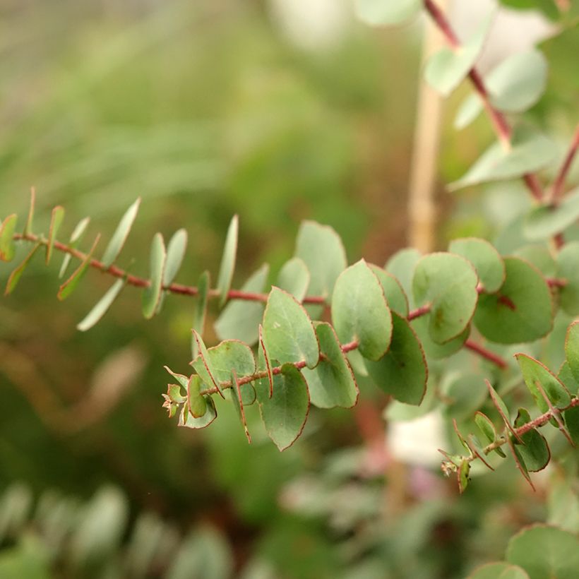 Eucalyptus bridgesiana (Foliage)