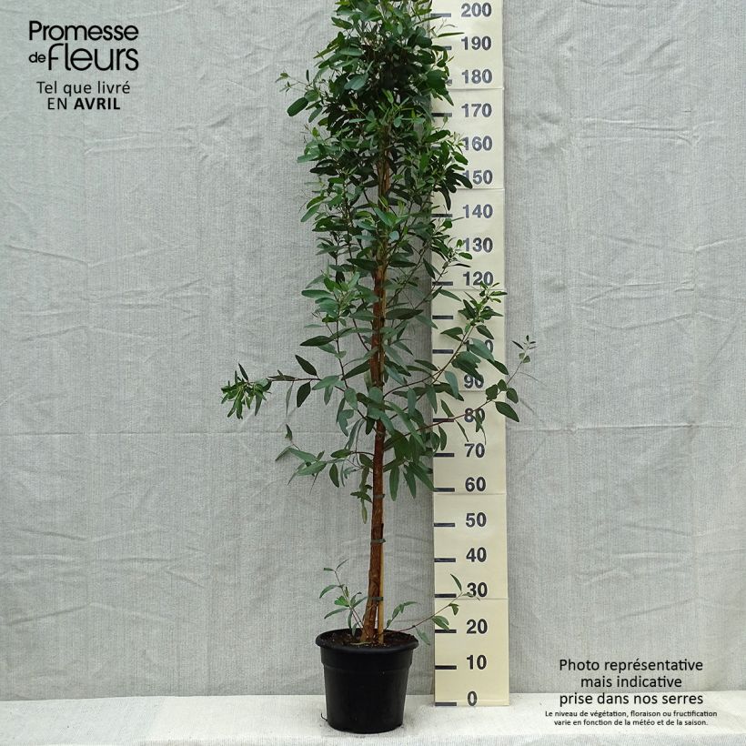 Eucalyptus camaldulensis Rostrata - Gommier rouge des rivières, Gommier de Camaldoli - Pot de 7,5L/10L sample as delivered in spring