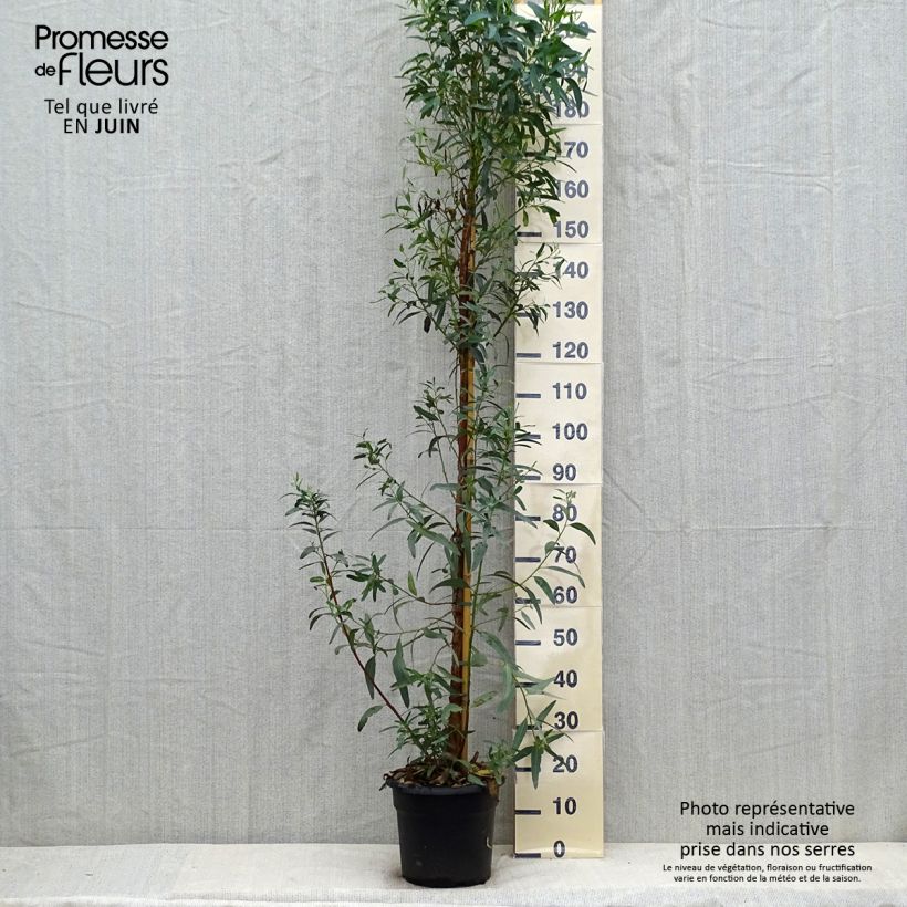 Eucalyptus camaldulensis Rostrata 7.5L/10L pot sample as delivered in summer