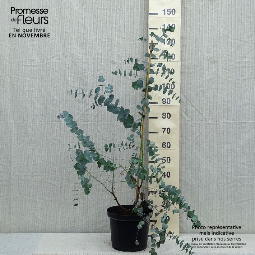 Eucalyptus cinerea Silver Dollar 2L/3L pot sample as delivered in autumn