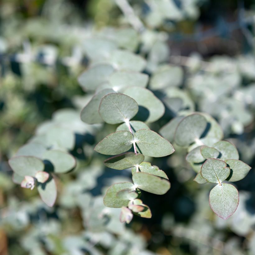 Eucalyptus cinerea Silver Dollar (Foliage)