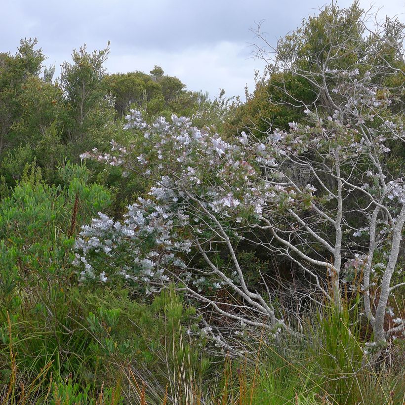 Eucalyptus crenulata (Plant habit)