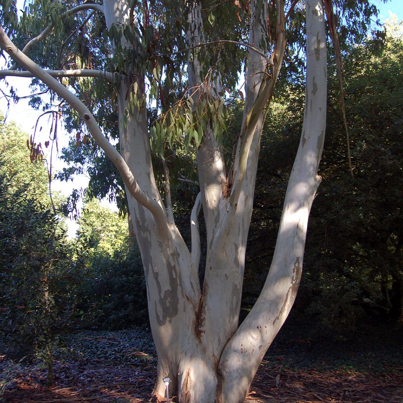 Eucalyptus dalrympleana (Plant habit)