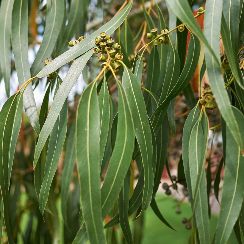 Eucalyptus dalrympleana (Foliage)