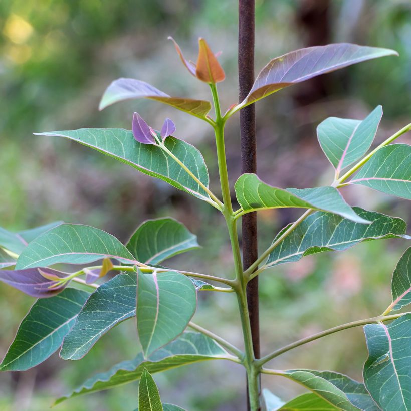 Eucalyptus deglupta (Foliage)