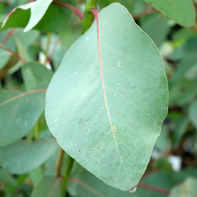 Eucalyptus elliptica (Foliage)