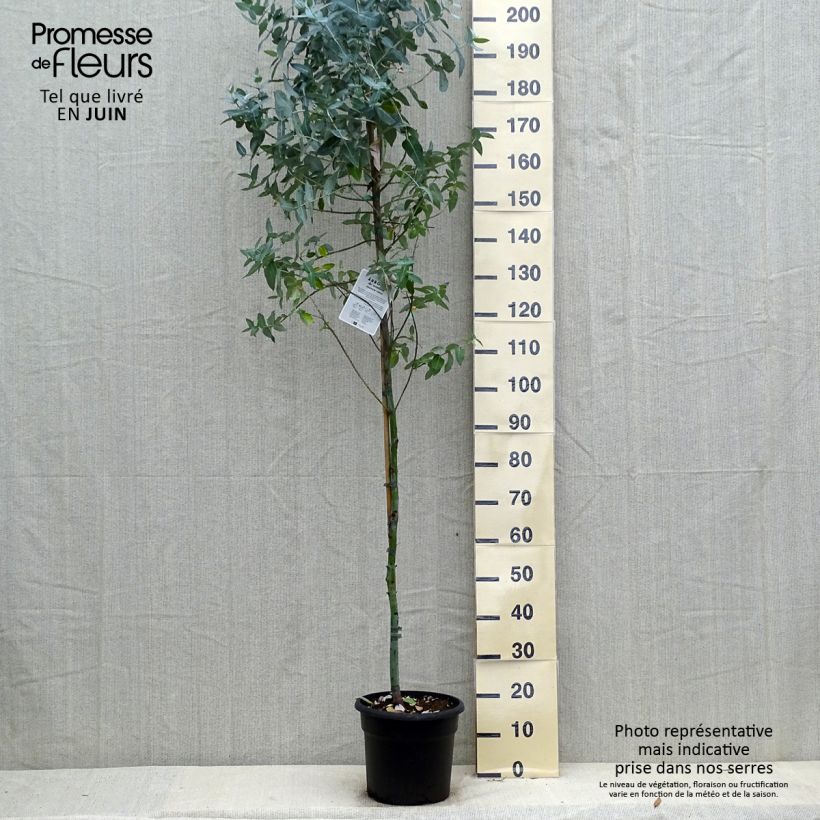 Eucalyptus globulus 7.5L/10L pot sample as delivered in summer
