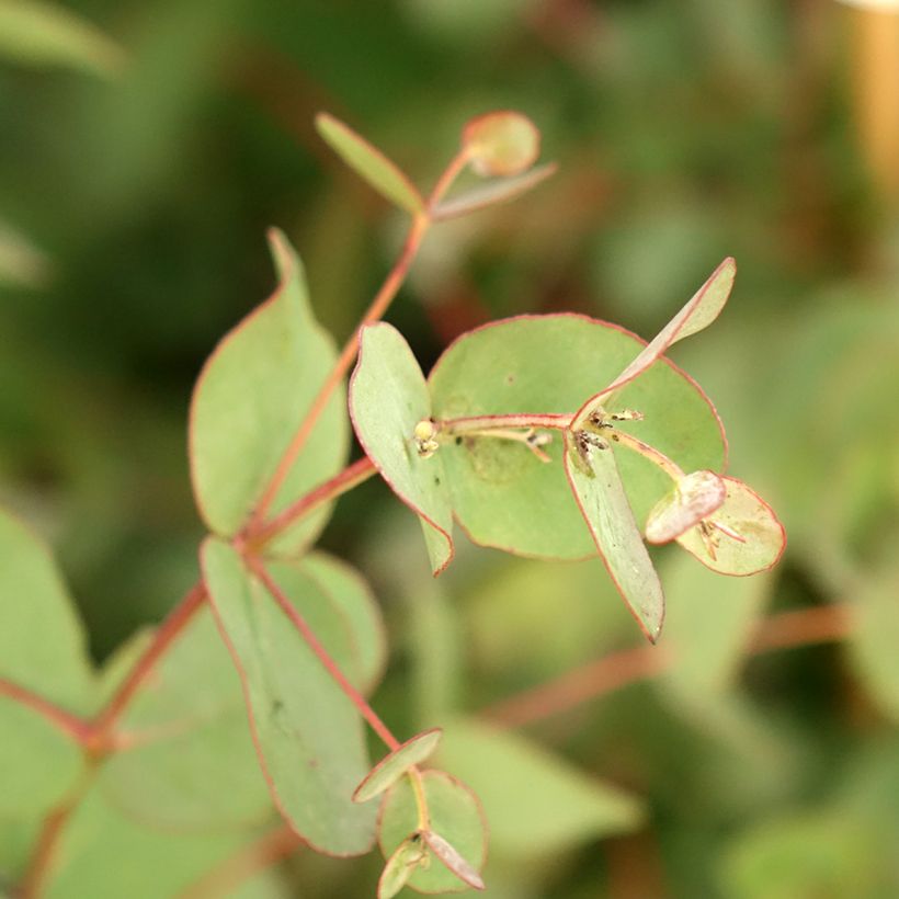 Eucalyptus goniocalyx Dwarf form (Foliage)