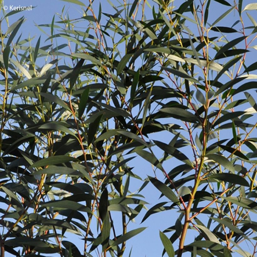 Eucalyptus gregsoniana (Foliage)