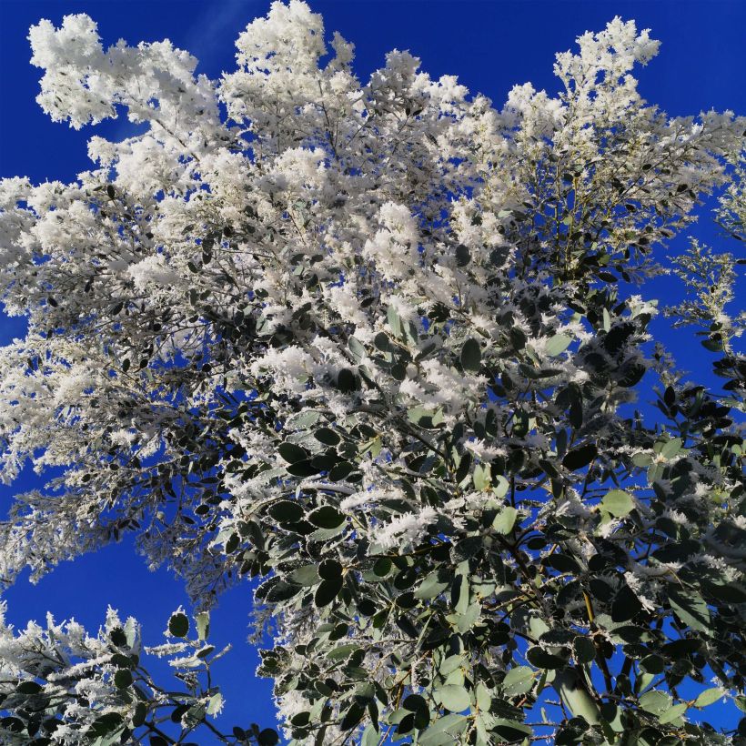 Eucalyptus gunnii Azura (Flowering)