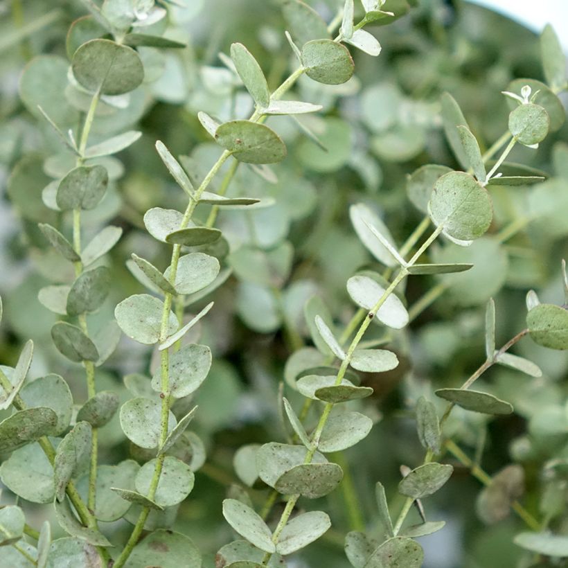 Eucalyptus gunnii Azura (Foliage)