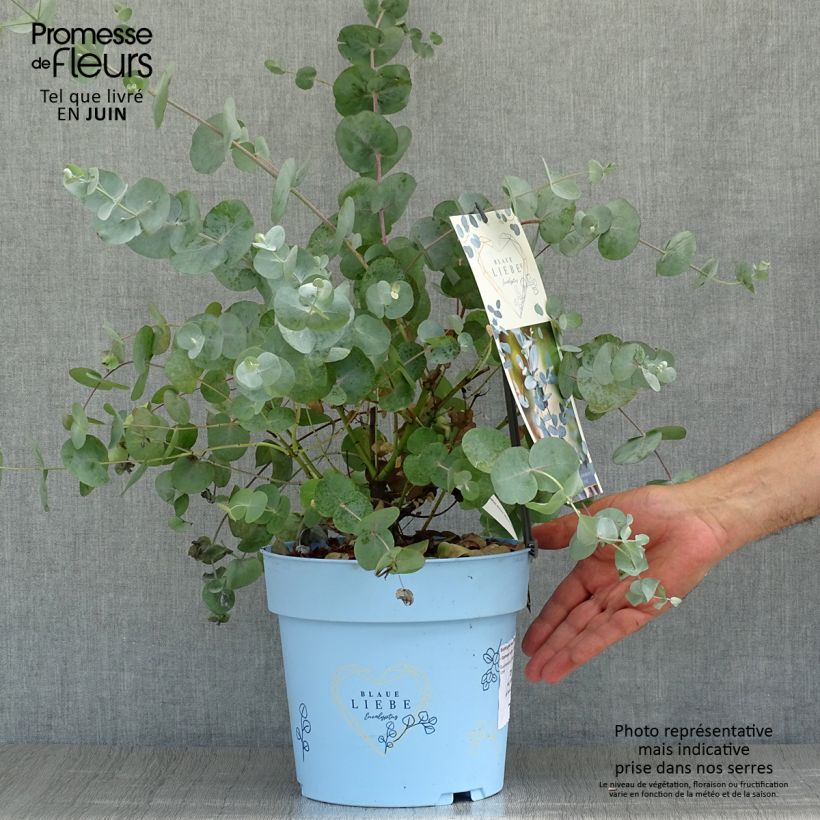 Eucalyptus gunnii Azura 3L/4L pot sample as delivered in summer