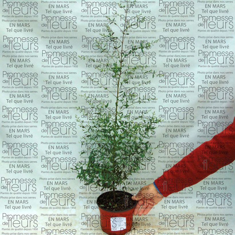 Example of Eucalyptus gunnii France Bleu Rengun - Cider gum 1.5L/2L pot specimen as delivered