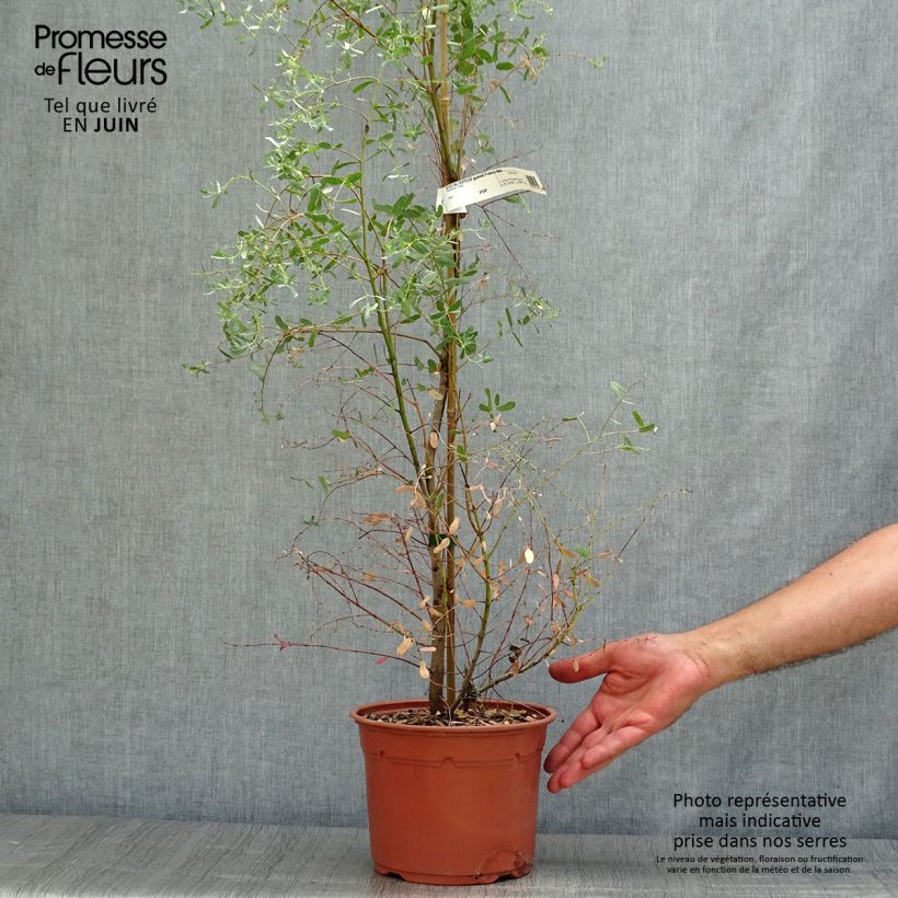 Eucalyptus gunnii France Bleu Rengun - Cider gum 3L/4L pot sample as delivered in summer