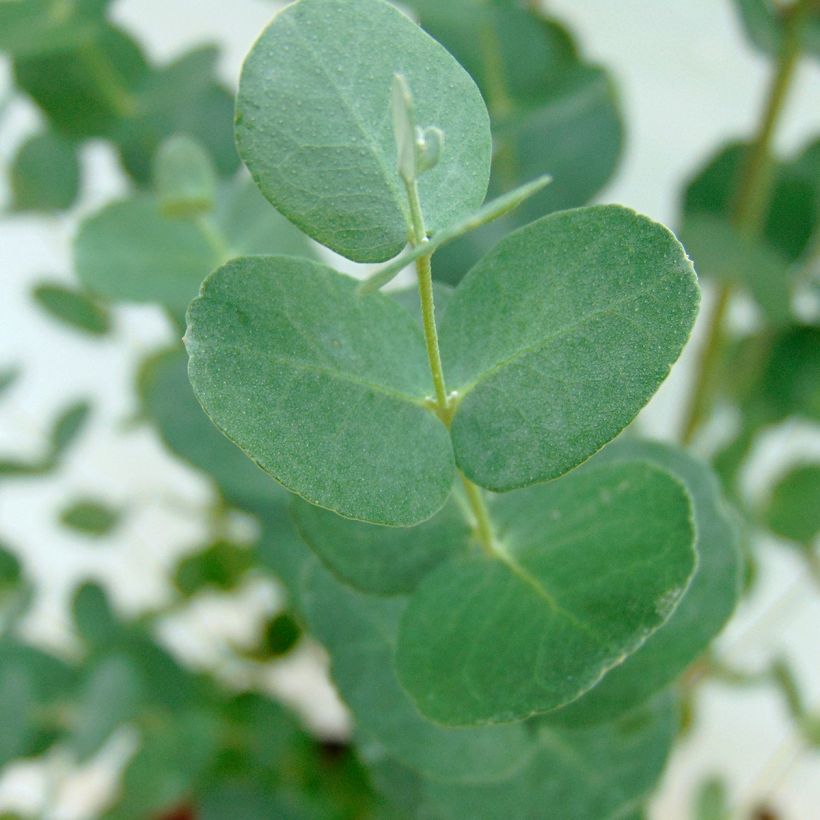 Eucalyptus gunnii - Cider gum (Foliage)