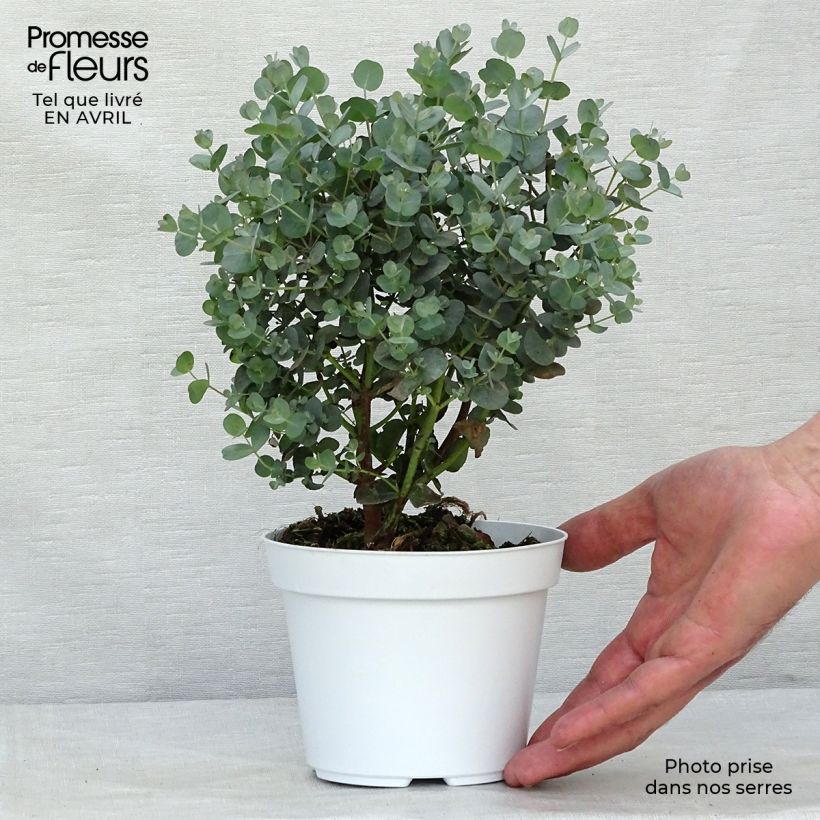 Cider gum - Eucalyptus gunnii 1L/1.5L potShipped height around 15/20cm sample as delivered in spring
