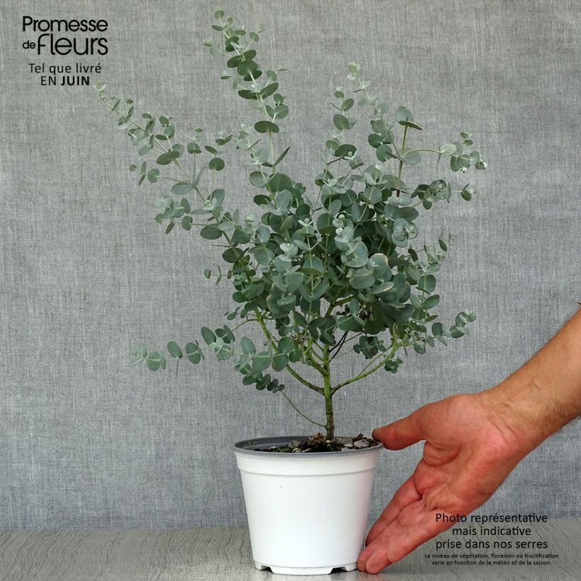 Cider gum - Eucalyptus gunnii 1L/1.5L pot sample as delivered in summer